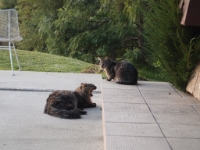 Hermes P2 tests P2130356.JPG.JPG